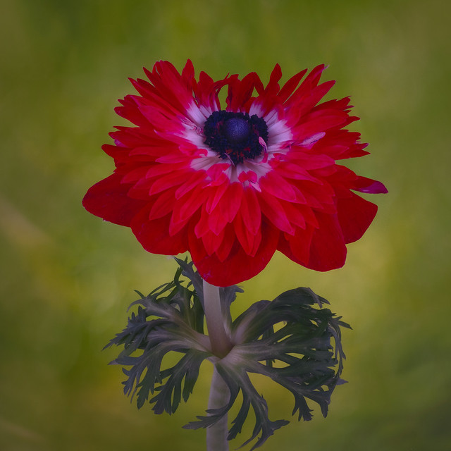 A red Persian buttercup