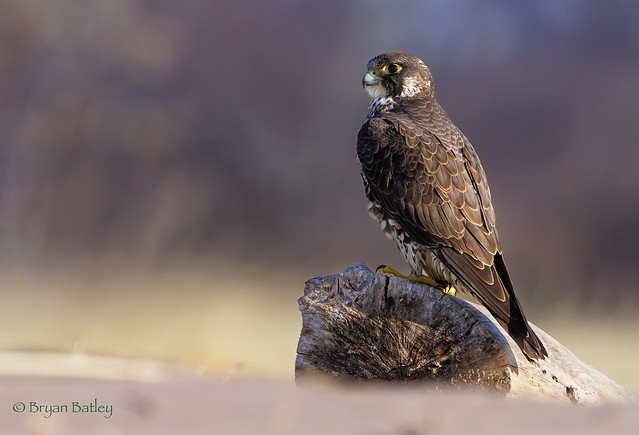 Peregrine Falcon  (hunting from the beach at Sandy Point)