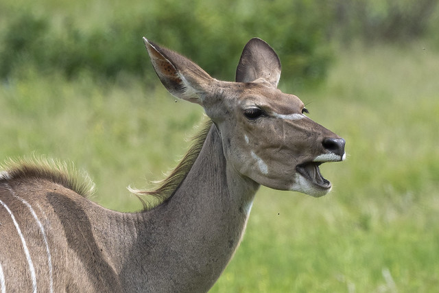greater kudu-7