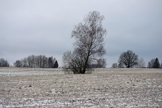 Tree in Winter, Latvia
