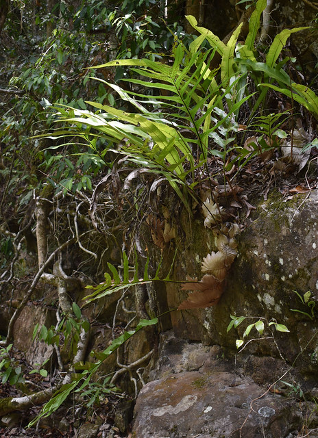 Drynaria sparsisora and Microsorum punctatum, Stony Ck, Barron Gorge National Park, Cairns, QLD, 30/11/23