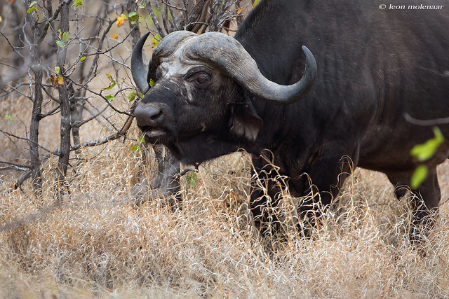 Cape Buffalo (Explore)