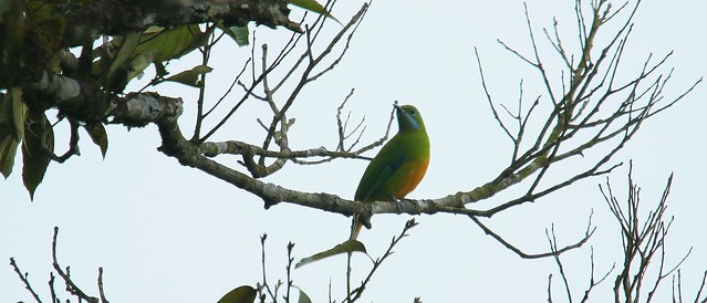 Orange-bellied leafbird (female)