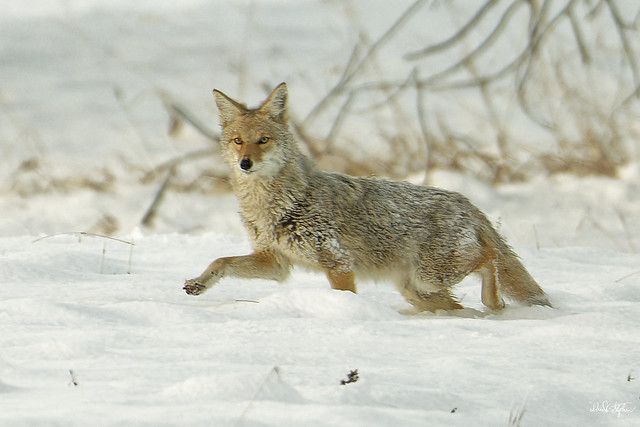 Coyote Hunts In Fresh Snow