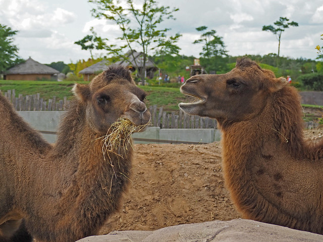 Camels in Wildlands Zoo Emmen on 2-9-2019