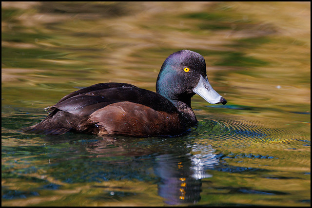New Zealand Scaup (Male)