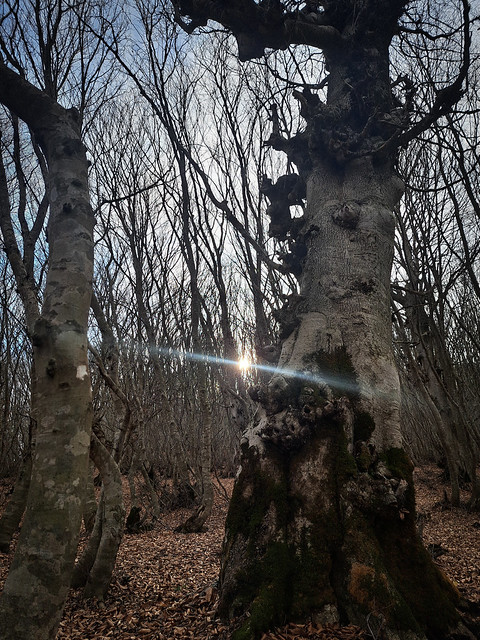 Sun Behind Trees