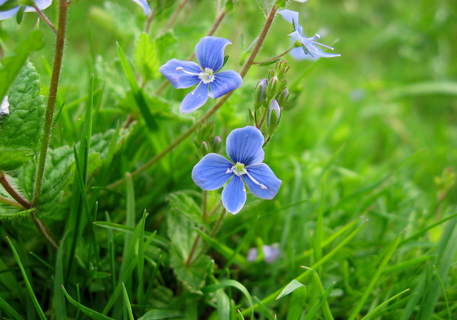 Wildflower, Hampshire, UK