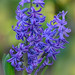 A Splash of Blue... The Beauty of Hyacinths
