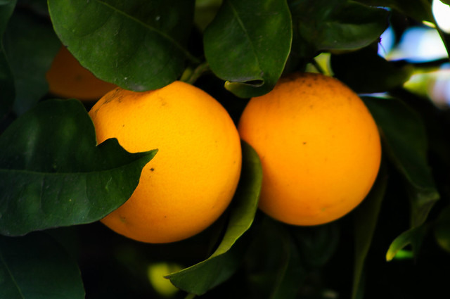 Nice Pair... of Oranges