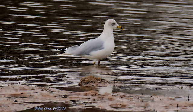 Ring-billed gull testing the waters.....