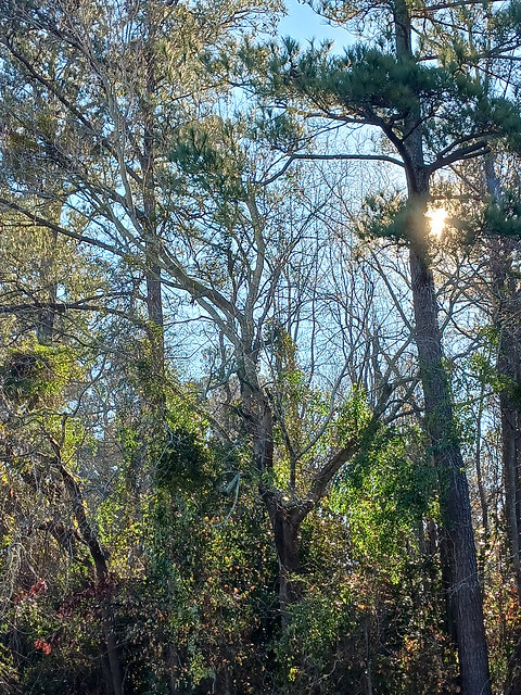 Trees And Morning Sun.