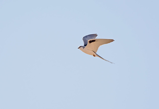 Scissor-tailed Kite (Senegal)