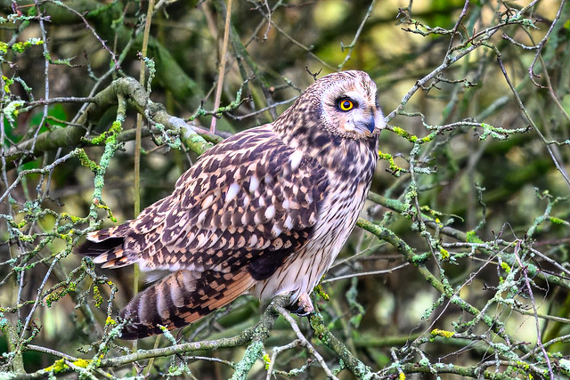 Owl species within half a mile!
