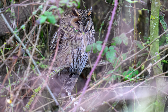Owl species within half a mile!