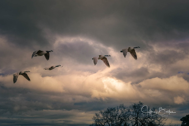Canadian Geese in the Clouds