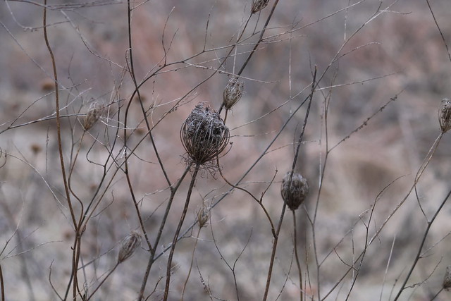 Runyon's Visit to Rolling Hills County Park (Ypsilanti, Michigan) - February 3rd & 4th, 2024