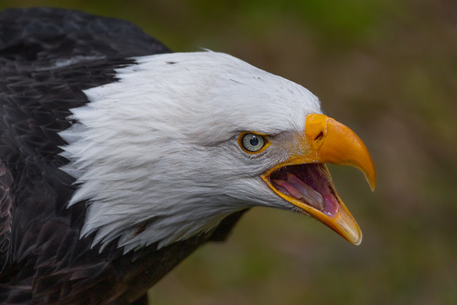 Screaming Sitka Eagle 5-8-23