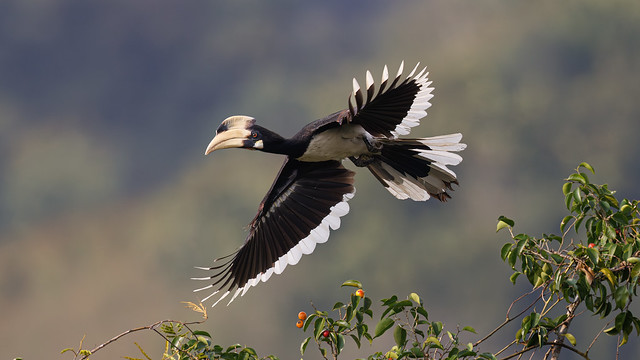 A Malabar Pied Hornbill taking off from a fig tree