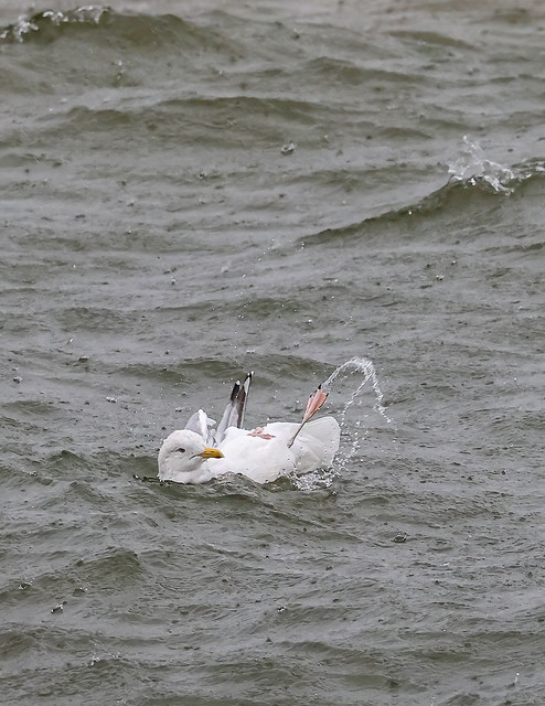 A Herring Gull among large gulls seeming to love bouncing around in the rain
