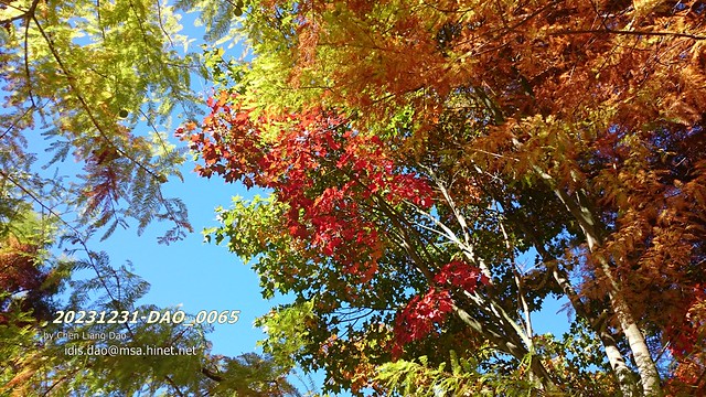 20231231-DAO_0065 抽象,亞洲,亞洲,秋天,秋天風景,背景,落雨松,美麗,美容,藍色,植物學,分支,明亮,棕色,變化的葉子,顏色,多彩,顏色,裝飾,環境,秋天,植物區系,葉子,森林,金色,金色,綠色,孤立,景觀,葉子,樹葉,楓樹,水杉,自然,自然之美,戶外,松樹,紅色,季節,樹,天空,藍天