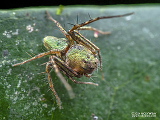 Lynx spider (Tapponia sp.) - P1207745