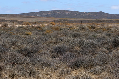 Habitat of P. karooicum