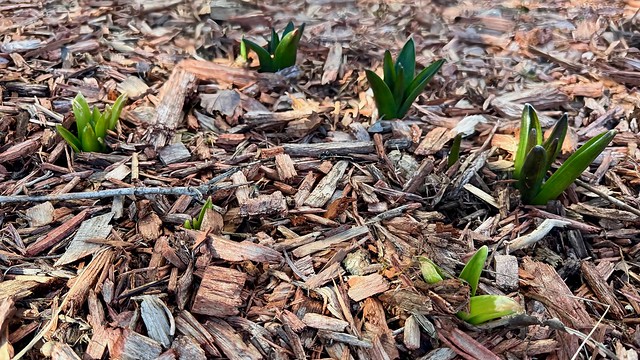 The #hyacinths came up in December before January's snows and deep freeze.  Now, they are growing like gangbusters and look to be almost ready to flower.  #SpringFlowers #EarlyBloom #TrumbullCT