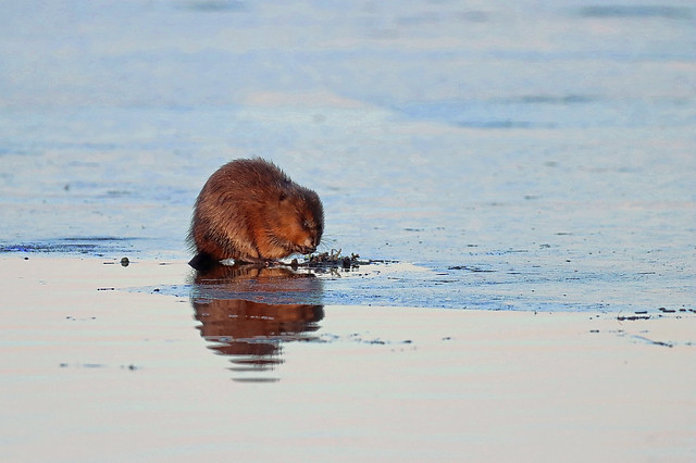 A muskrat enjoying its freshly caught meal while standing on ice.