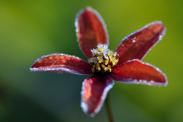 Frosted flower