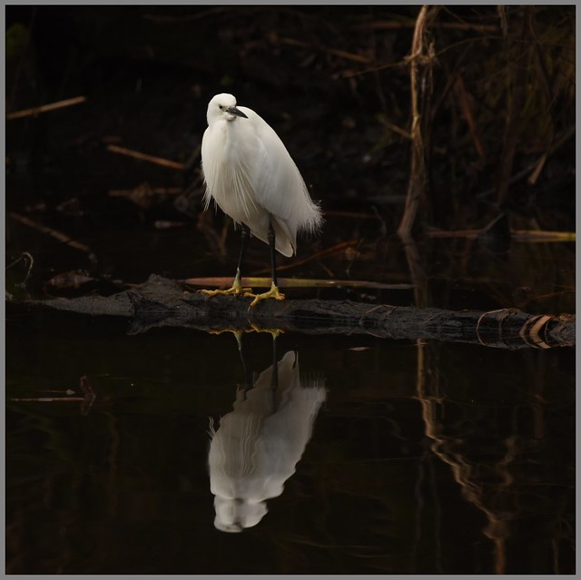 Little Egret by Sandford Lake - Monday 5th February 2024 at 08:18