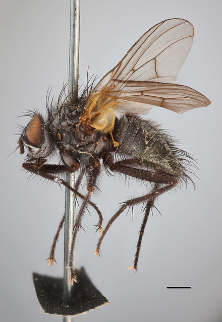 Anthomyza basalis Zetterstedt, 1838