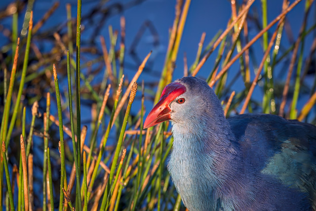 Close-up of Grey-headed swamphen at the Celery Fields Nature Preserve near Sarasota, Florida