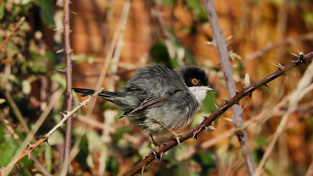 Toutinegra-de-cabeça-preta (Sylvia melanocephala), Sardinian warbler - Murtosa