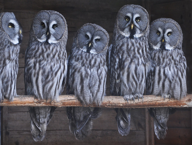 Great Grey Owls, Hamerton Zoo Park 10-10-11