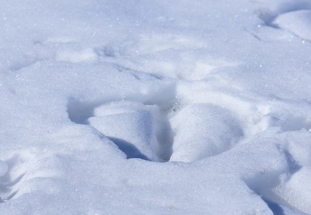 Trumpeter Swan Tracks in Snow at Seedskadee National Wildlife Refuge