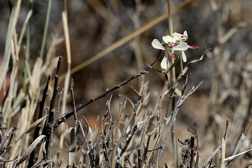 Pelargonium karooicum in habitat