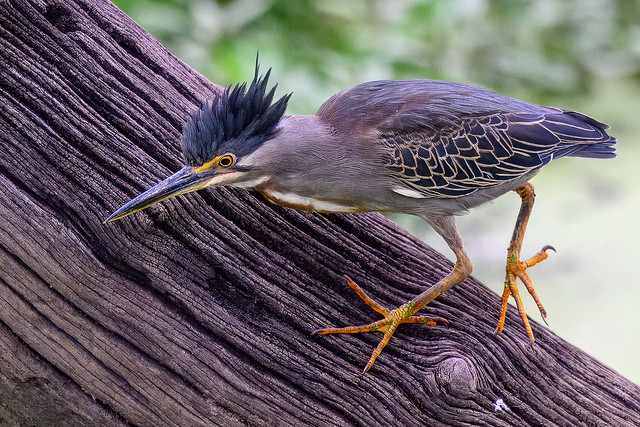 Striated Heron - about to strike!