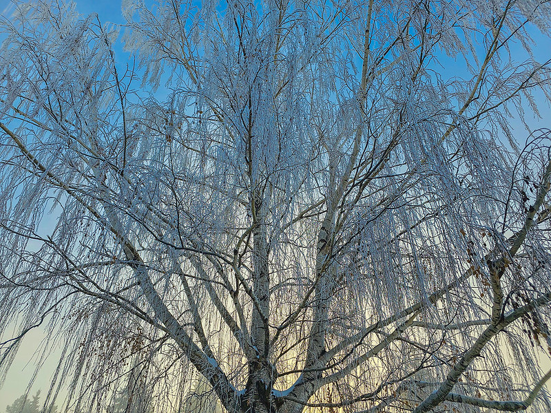 Weeping willow in frost and light fog, Thornbriar Green, Strathmore, Alberta, 2024-02-05
