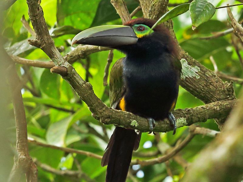 bird watching in Costa Rica - Yellow-eared Toucanet