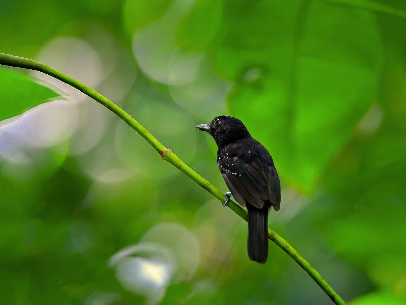 bird watching in Costa Rica - Black-hooded Antshrike