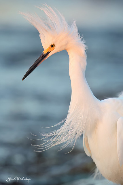 Snowy Egret in the Wind