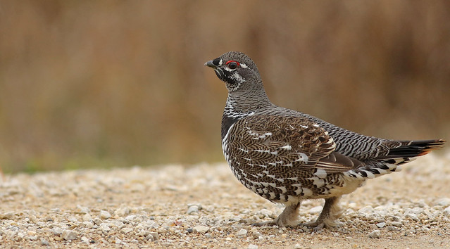 Male Spruce Grouse...#43