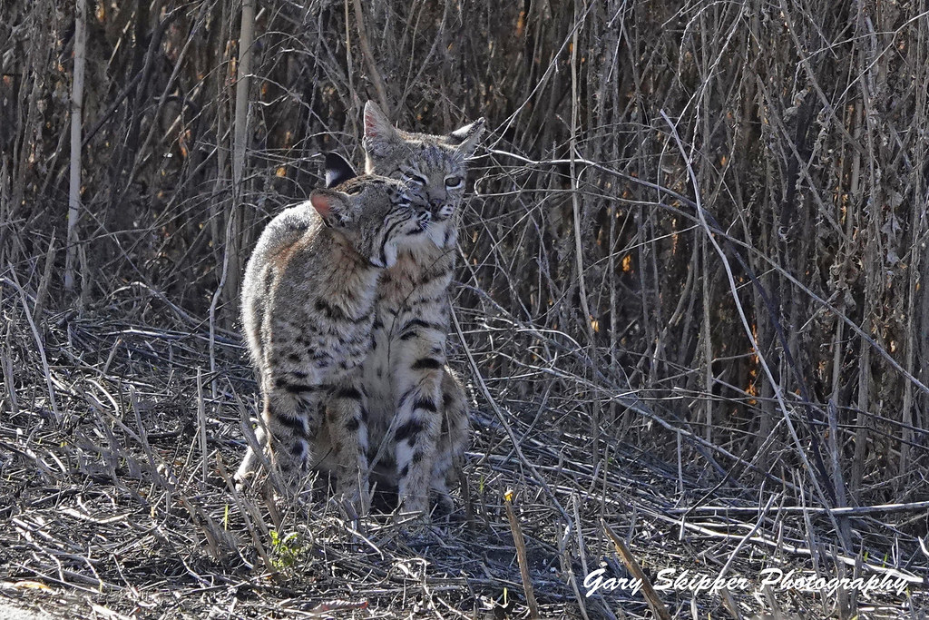 Bobcat momma shows affection to her kitten-northern California