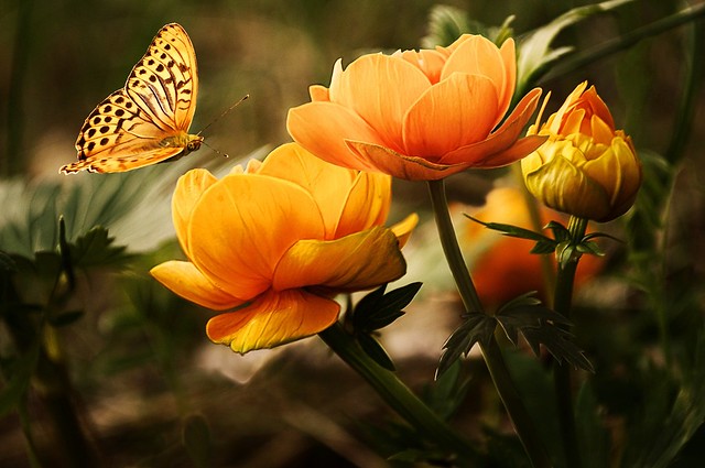 butterfly -Danaus plexippus- resting on a flowering plant in a butterfly