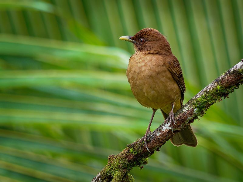 national bird of Costa Rica - Clay-Colored Thrush