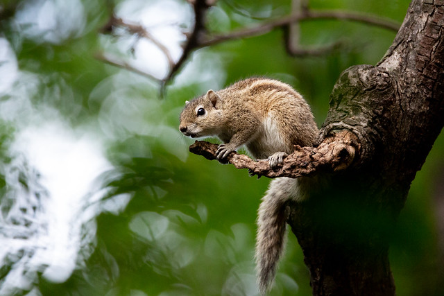 Squirrel | Thirumangalam