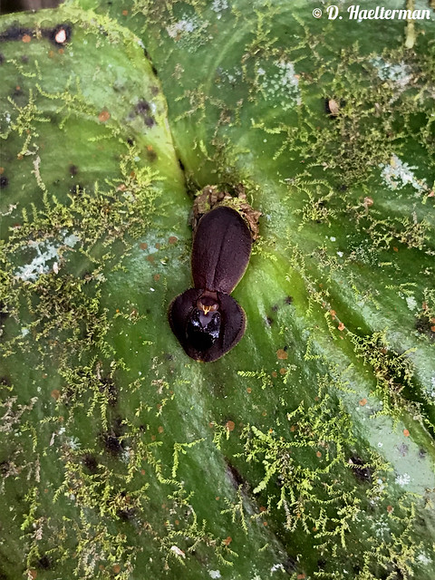 The black orchid is a myth but some species have such dark wine red flowers that one would almost believe it exists. Very dark Pleurothallis cordata in situ, 2200 m asl, Valle del  Cauca department, Colombia. Cell phone pic.