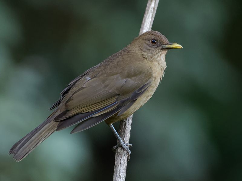 national bird of Costa Rica - Clay-Colored Thrush (2)