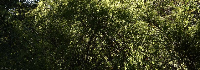 thicket of green